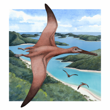 Figure 2. Late Jurassic pterodactyloid pterosaur in flight. 
This pterosaur used a muscular wing root fairing to achieve additional flight performance benefits, including a more powerful flight stroke and sophisticated control of the wing’s shape.
(Image credit: Alex BOERSMA & PNAS)